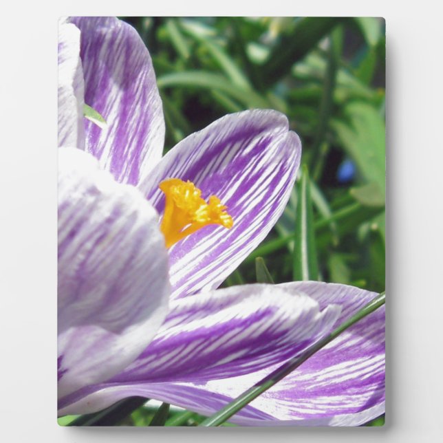 Violett-Frühlingscrocus Fotoplatte (Vorderseite)