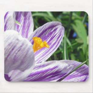 Violett-Frühlingscrocus Mousepad