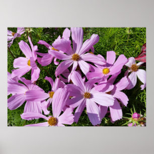 Violett in der Sonne Poster