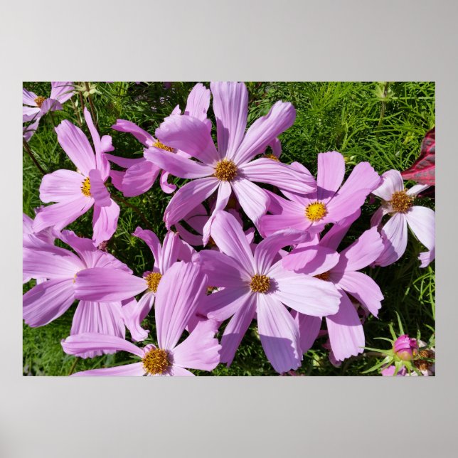 Violett in der Sonne Poster (Vorne)