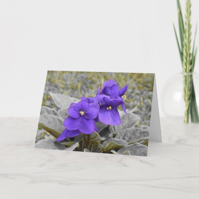 Violett, Karte (Vorderseite)