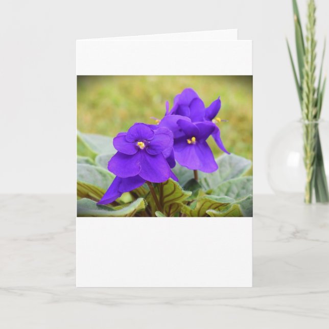 Violett, Karte (Vorderseite)