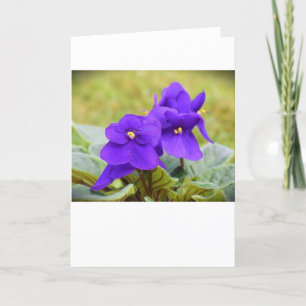 Violett, Karte