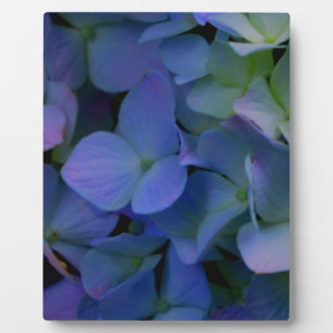 Violett lila-rosa-blaue Hydrangeas-Blume Fotoplatte