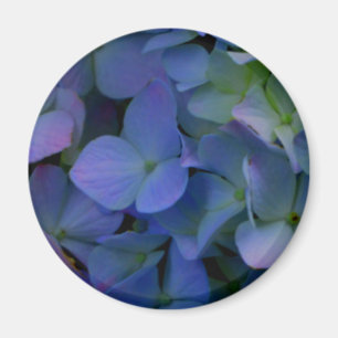 Violett lila-rosa-blaue Hydrangeas-Blume Magnet