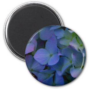 Violett lila-rosa-blaue Hydrangeas-Blume Magnet