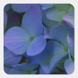 Violett lila-rosa-blaue Hydrangeas-Blume Quadratischer Aufkleber