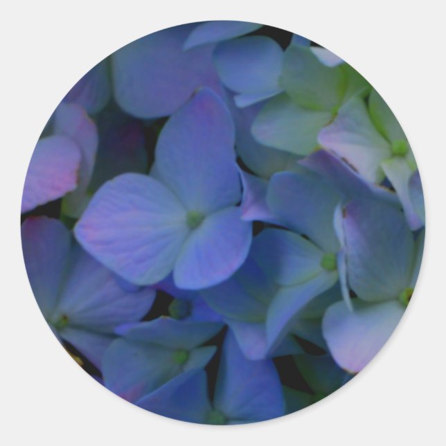 Violett lila-rosa-blaue Hydrangeas-Blume Runder Aufkleber (Vorderseite)