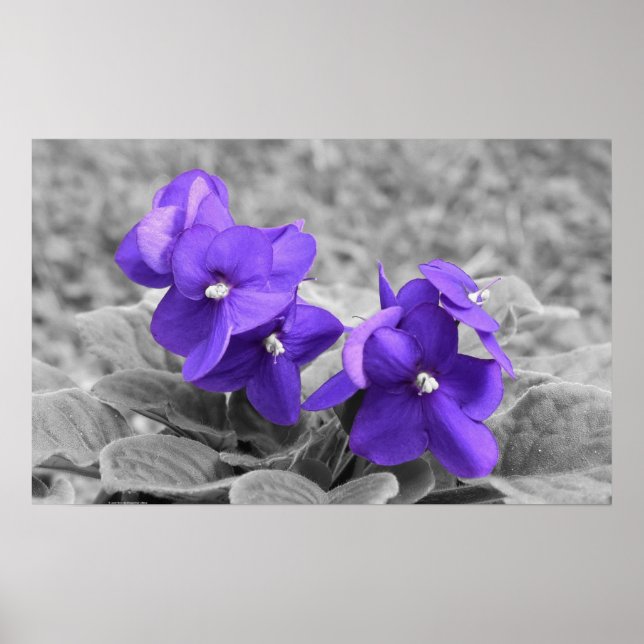 Violett, Poster (Vorne)