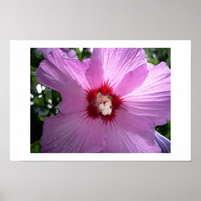 violett poster (Vorne)