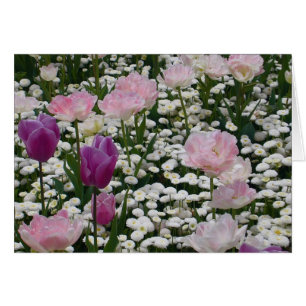 Violett unter dem blassrosa