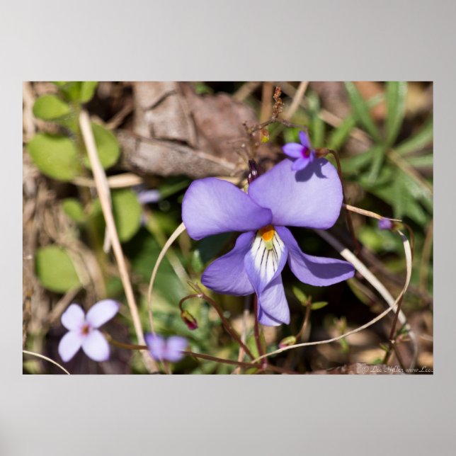 Violett von Vögeln mit Bluets Wildblume Poster (Vorne)