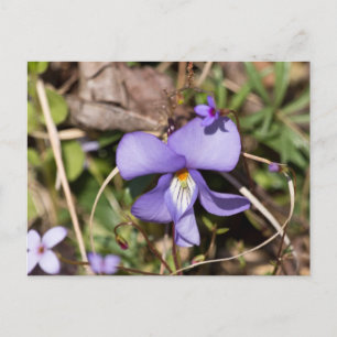 Violett von Vögeln mit Blüten Postkarte