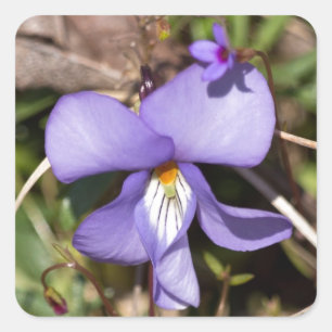 Violettblättriges Stiefmütterchen mit Vergissmeinn Quadratischer Aufkleber