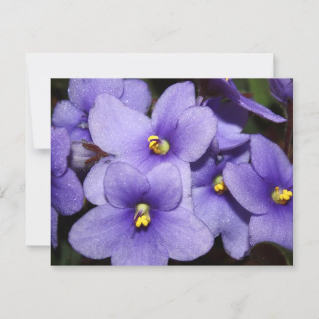 Violettboden Einladung (Vorderseite)