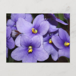 Violettboden Einladung