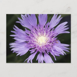 Violette Blume Postkarte