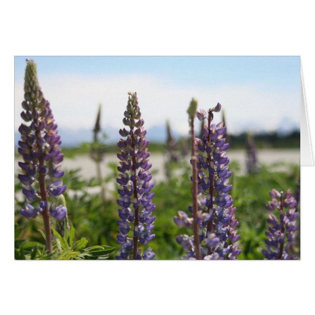 violette Blumen (Vorderseite (Horizontal))