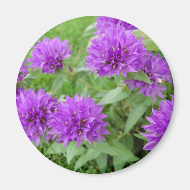 violette Blumen Magnet (Vorne)