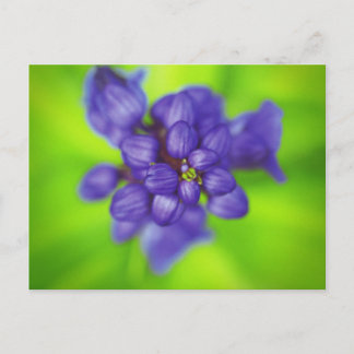 violette Blumen Postkarte