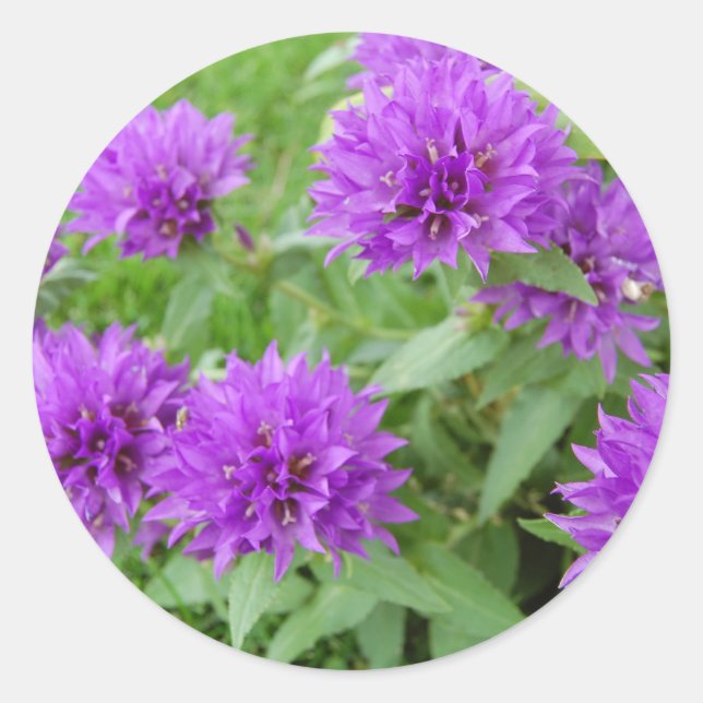 violette Blumen Runder Aufkleber (Vorderseite)