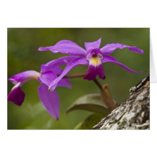 Violette Cattleya-Orchidee Cattleya violacea)