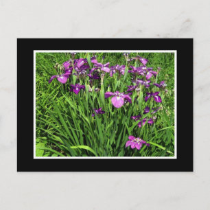 Violette Iris Postkarte