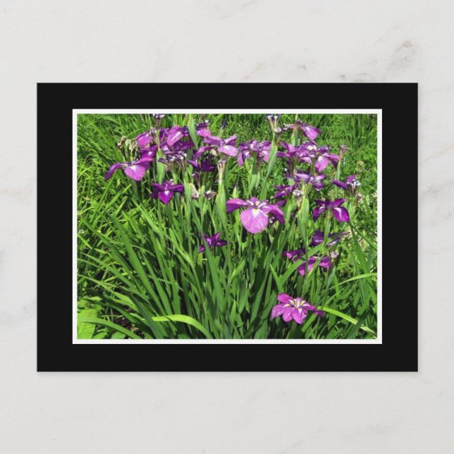 Violette Iris Postkarte (Vorderseite)