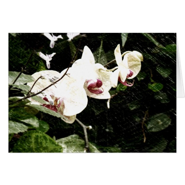 Violette Karte (Vorderseite (Horizontal))