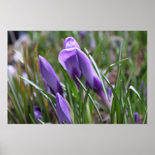 Violette Krokusblumen,番红花 Poster