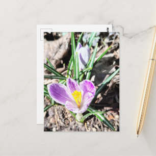 Violette Krokusblumen Postkarte