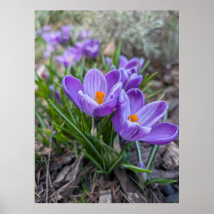 Violette Krokusblüte Poster