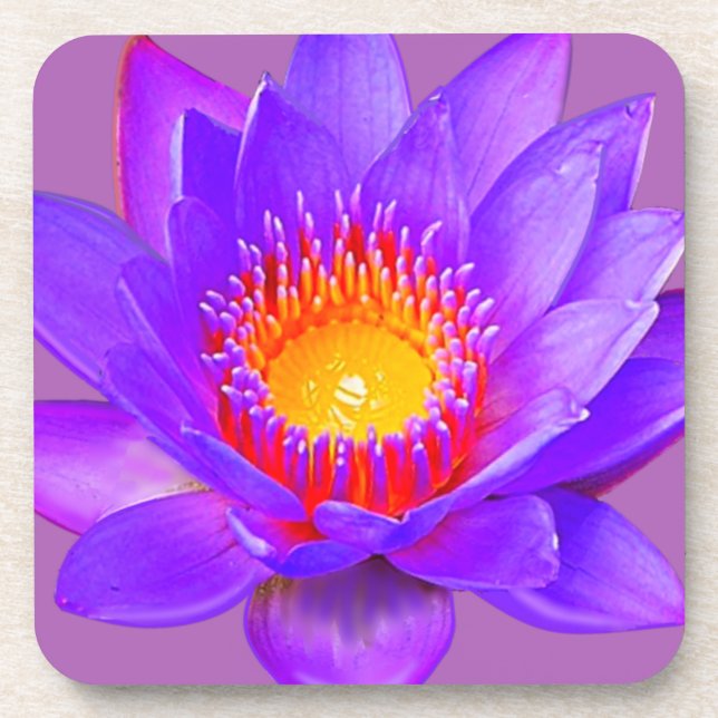 Violette Lotusblume Getränkeuntersetzer (Vorderseite)