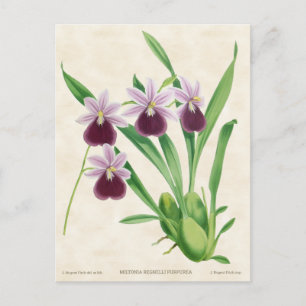 Violette Miltonia-Orchidee Vintage-Botanik Postkarte