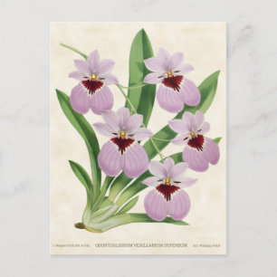 Violette Odontoglossum-Orchidee, Vintage-Botanik Postkarte