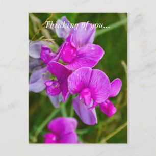 Violette Orchideen Grußkarte Postkarte