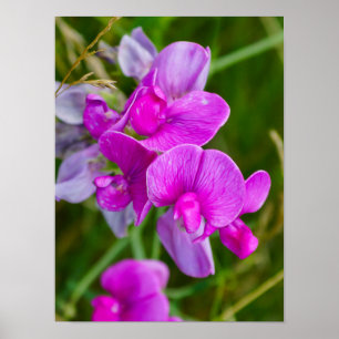 Violette Orchideen Poster