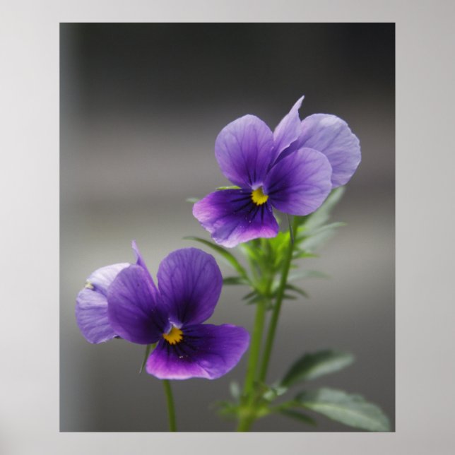 Violette Poster (Vorne)