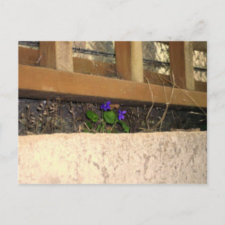 Violette Postkarte