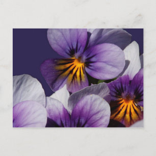 Violette Postkarte