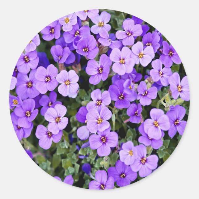Violette Runder Aufkleber (Vorderseite)