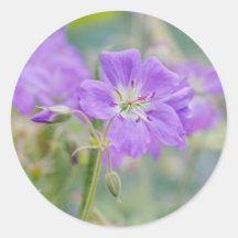 Violette Storchschnabel-Wildblumen-Dreamy-Naturfot