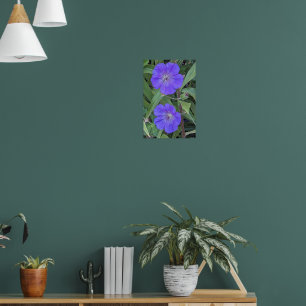 Violette Storchschnabelblüten Floral Poster