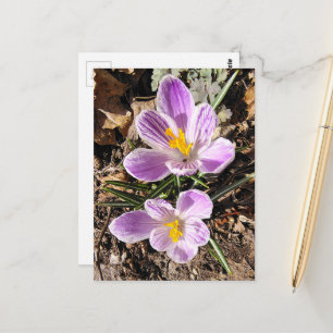 Violetter Krokus Erste Frühlingsblumen 2026 Postkarte