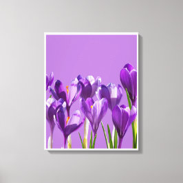 Violetter Krokus Erwachen Leinwanddruck