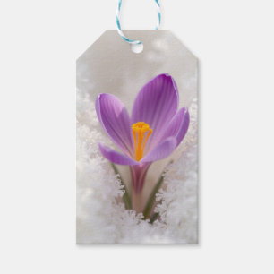 Violetter Krokus Frühlings Erwachen Geschenkanhänger