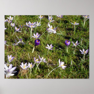 Violetter Krokus Poster
