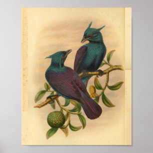 Violetter Purpur-Manucode Vintage-Vogelprint Poster