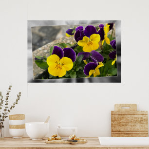 Violettgelbe Stiefmütterchen Poster