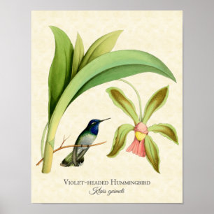 Violettköpfiger Kolibri-Kunstprint Poster